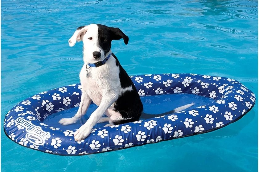 dog pool ramp