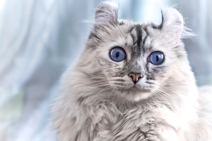 American curl close up