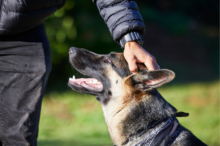 German shepherd being pet