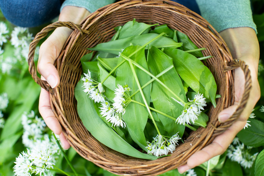Edible Plants in the U.S.