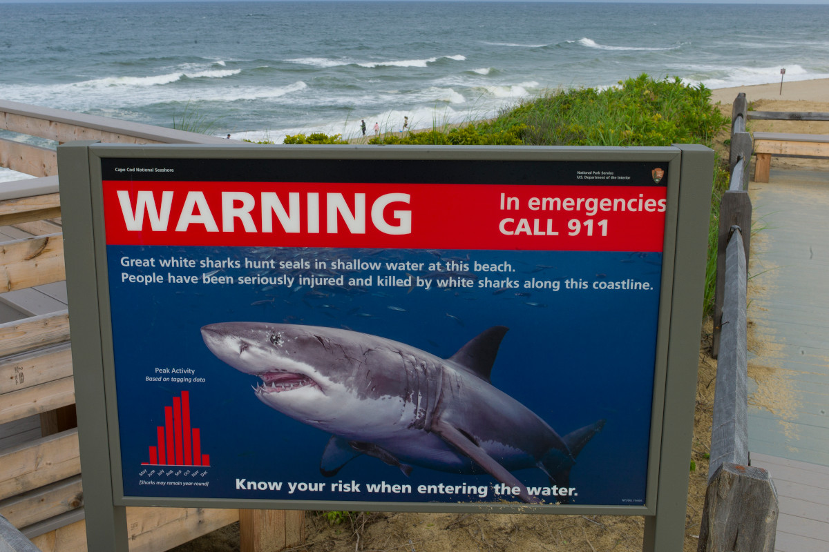 How to Survive a Shark Attack