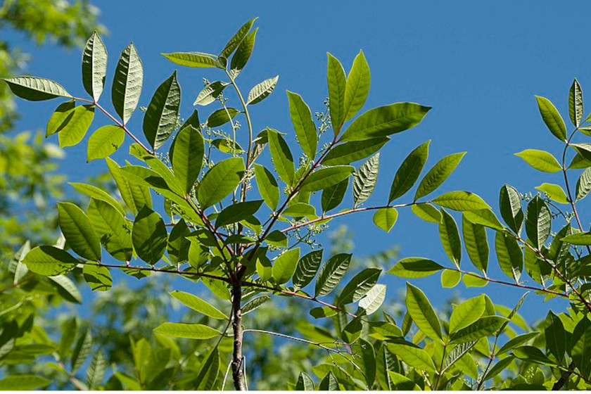 Poisonous Plants That Aren't Ivy