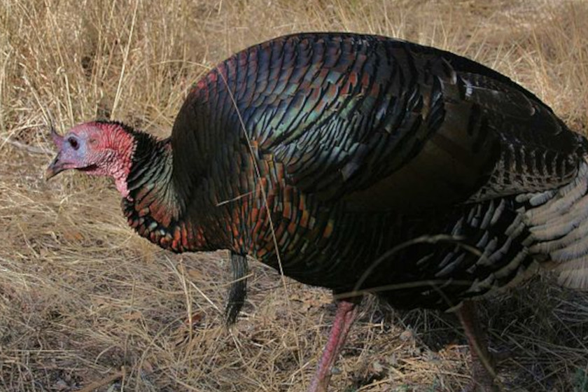 Turkey Subspecies