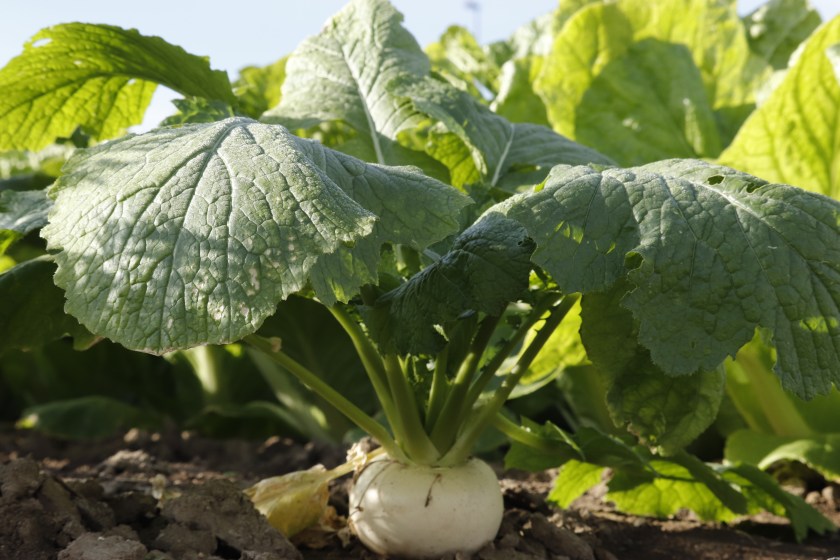 Daikon radish.Tasty fresh crude white round japanese radish in garden.