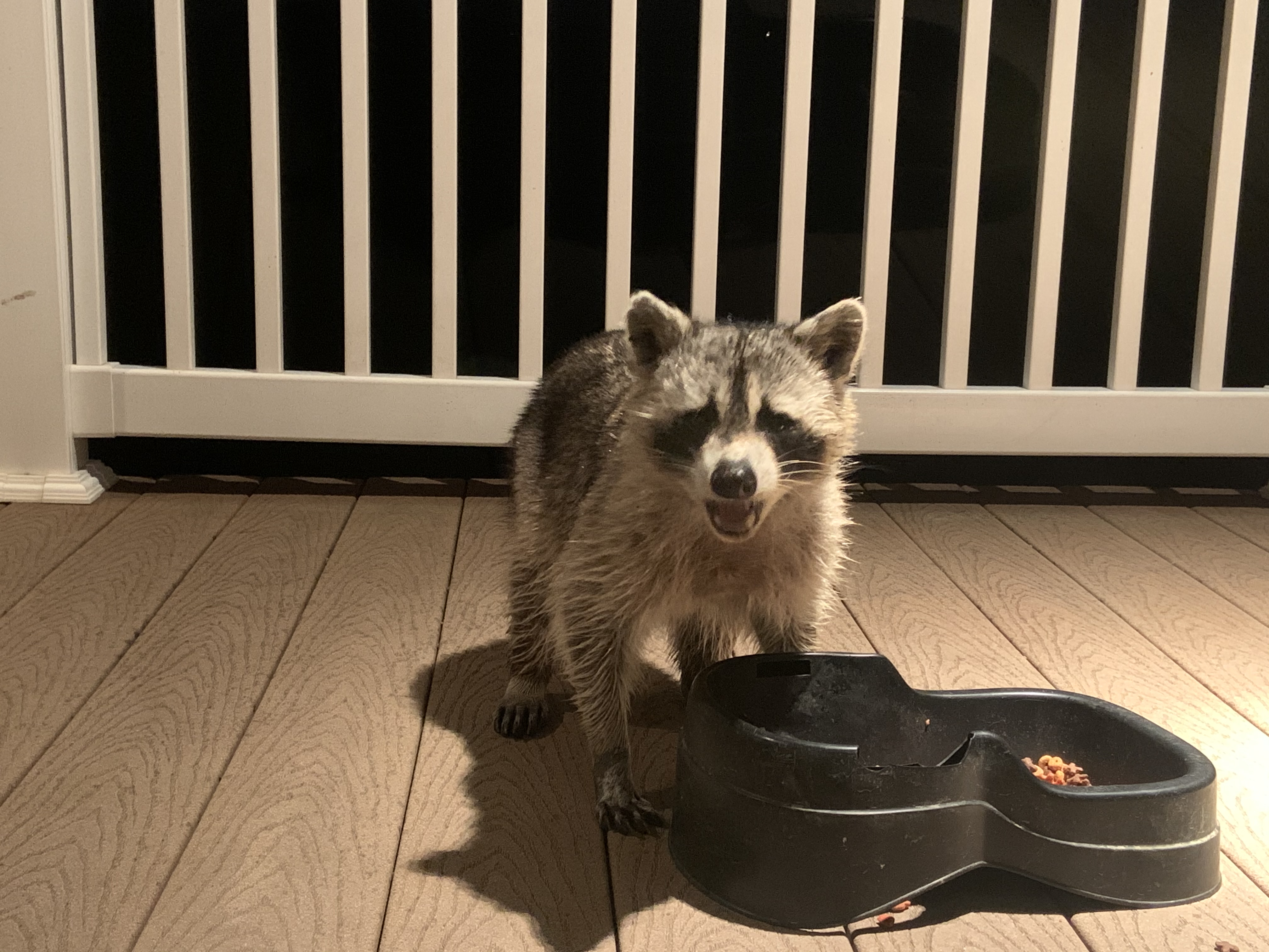 Raccoon stealing some cat food on the back porch.