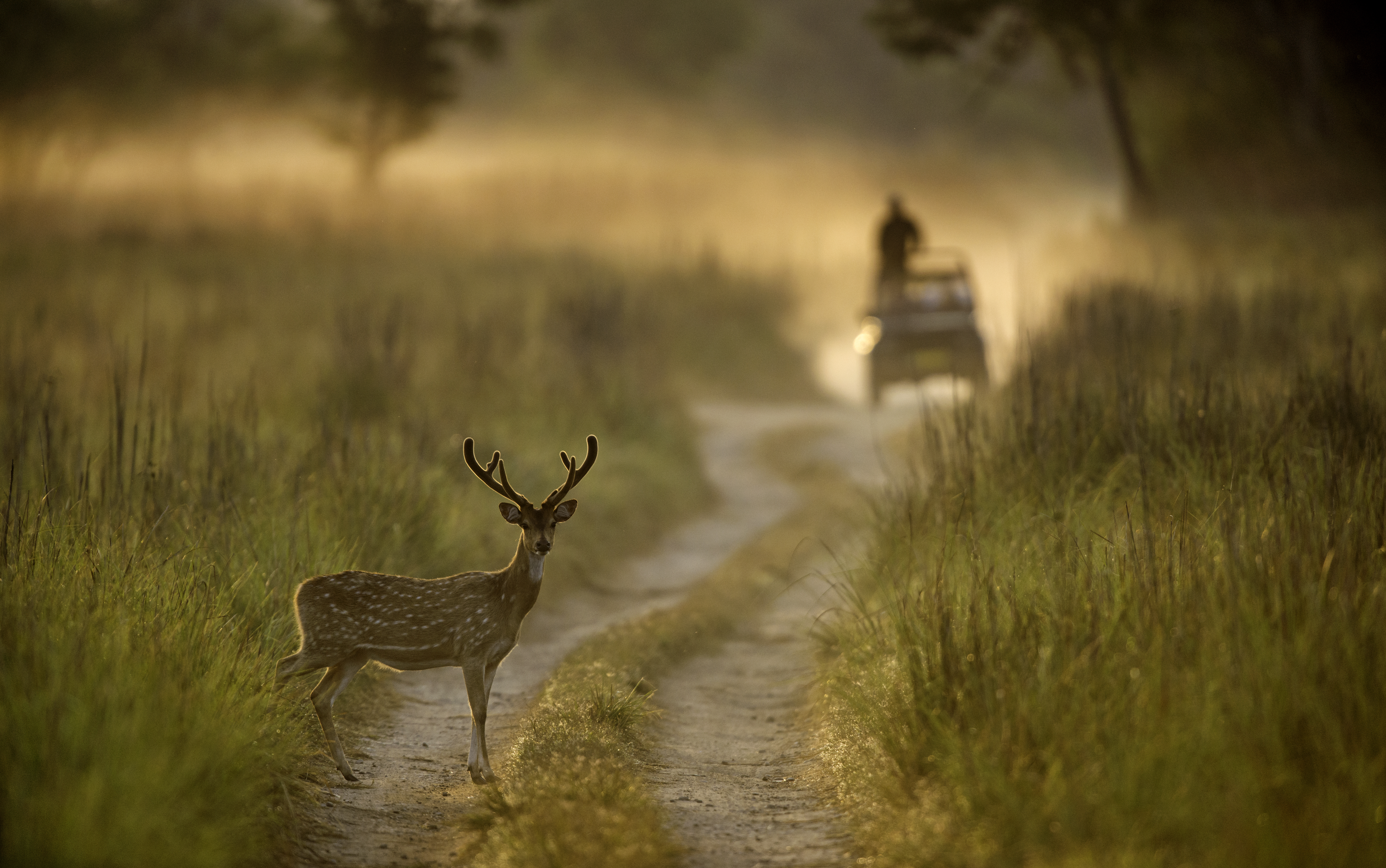 Axis deer