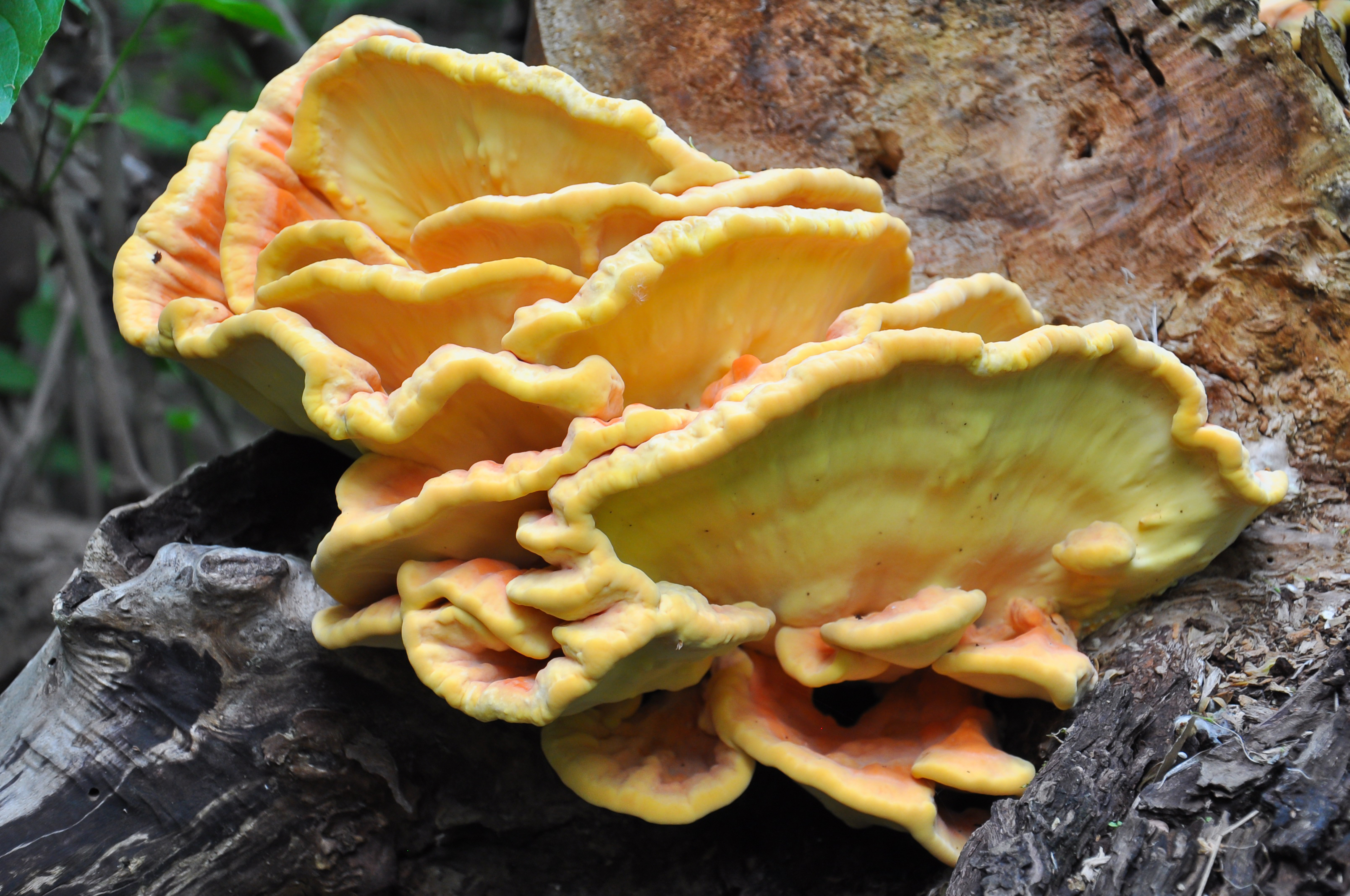 Edible mushrooms growing on a tree.