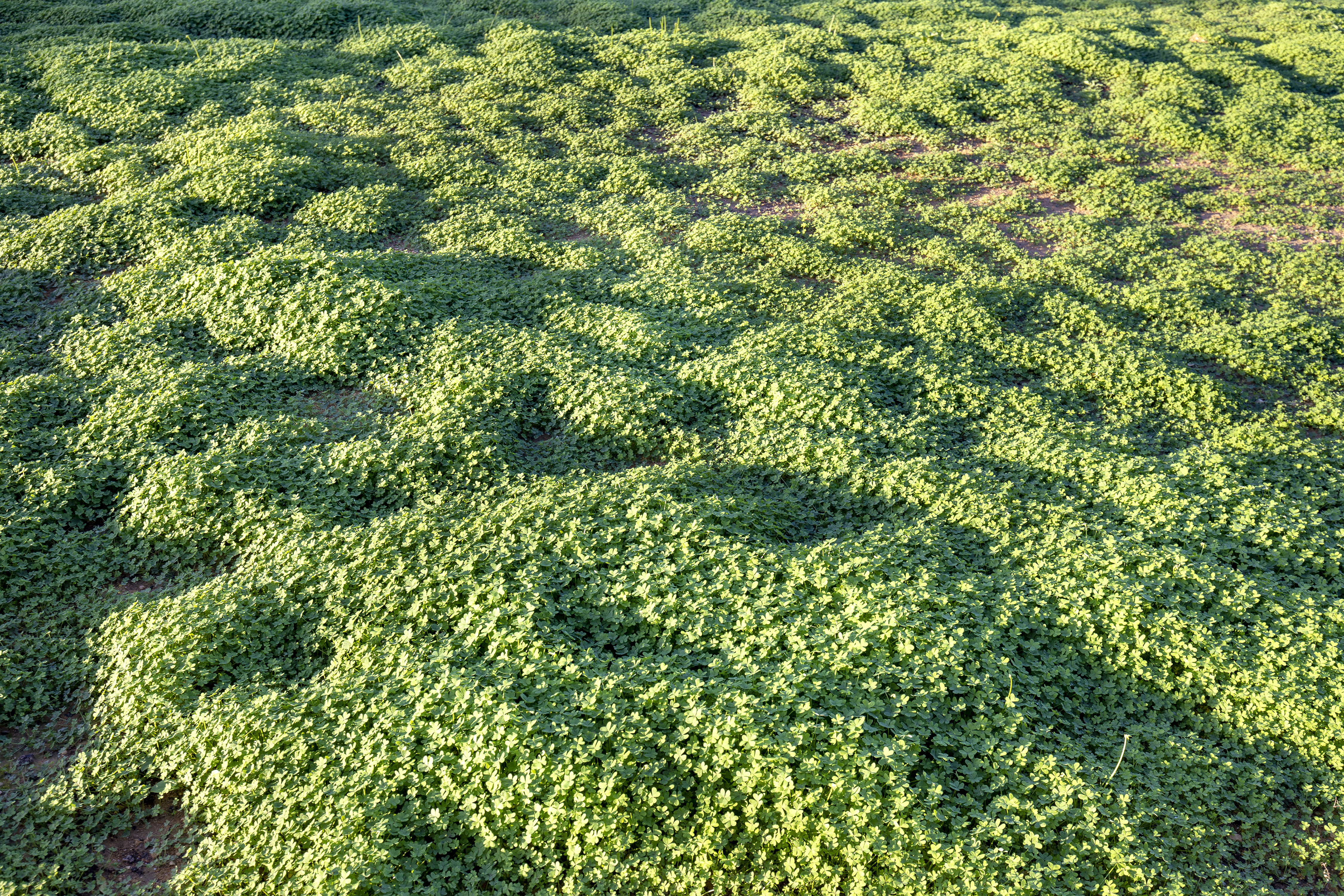 grass garden of wild clover Ideal concept used to make green flooring