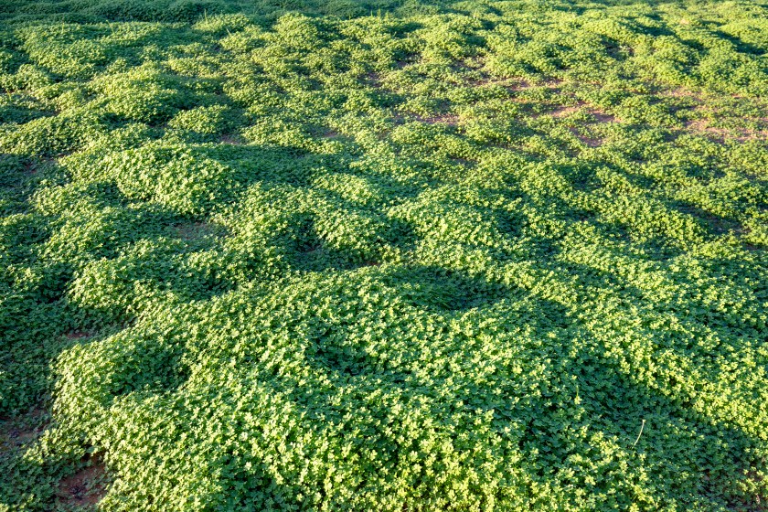 grass garden of wild clover Ideal concept used to make green flooring