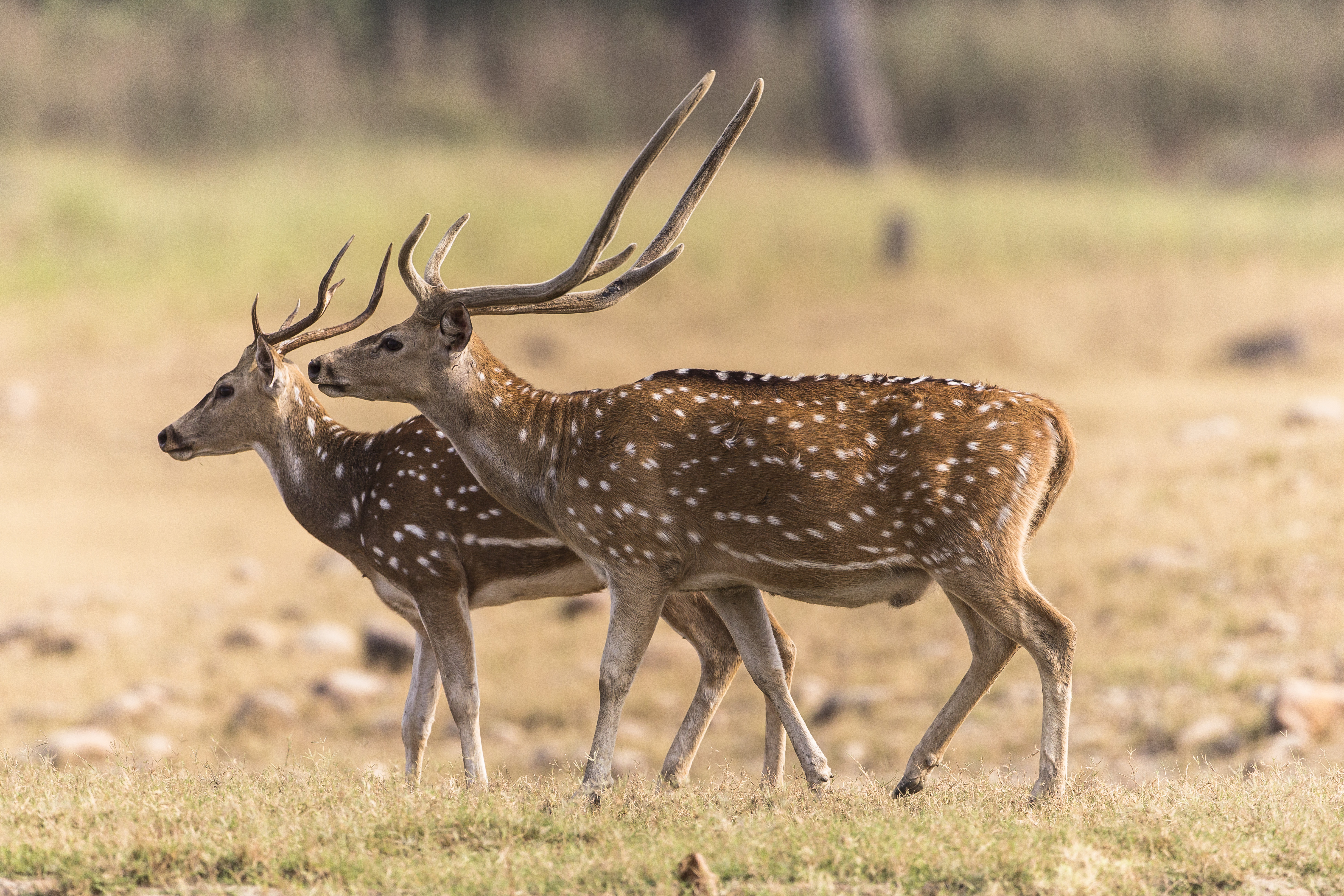axis deer
