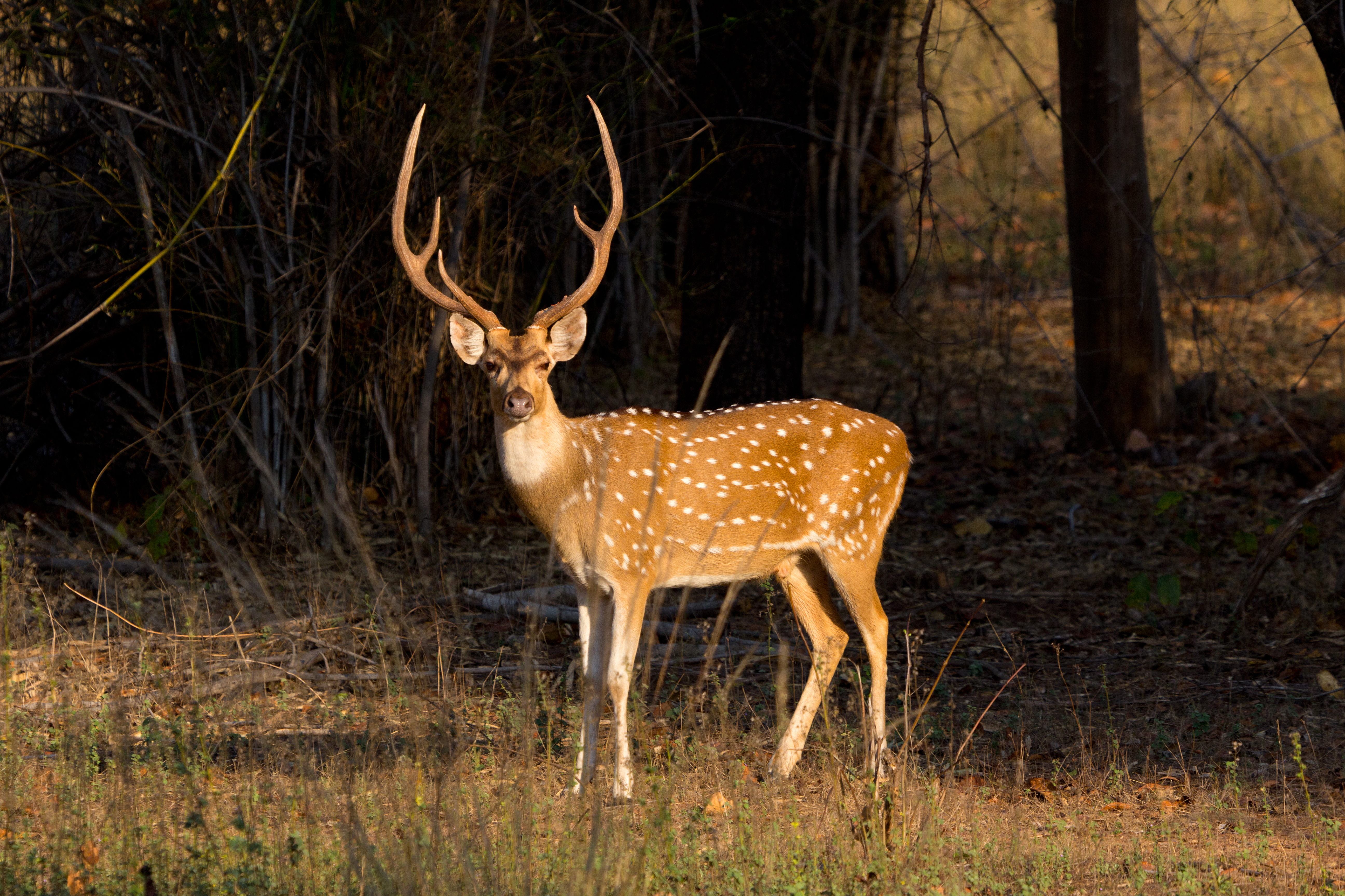 axis deer