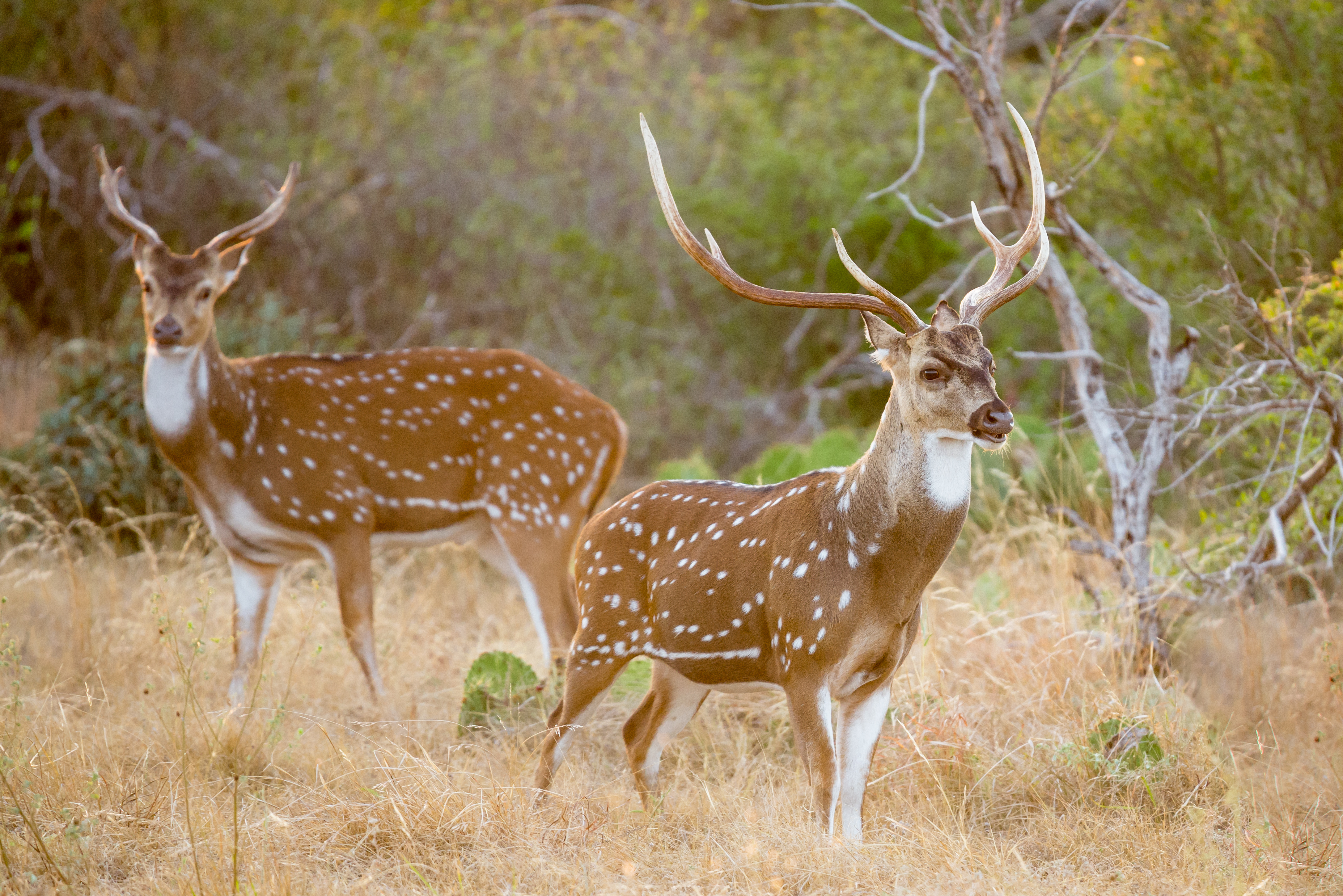 Axis deer