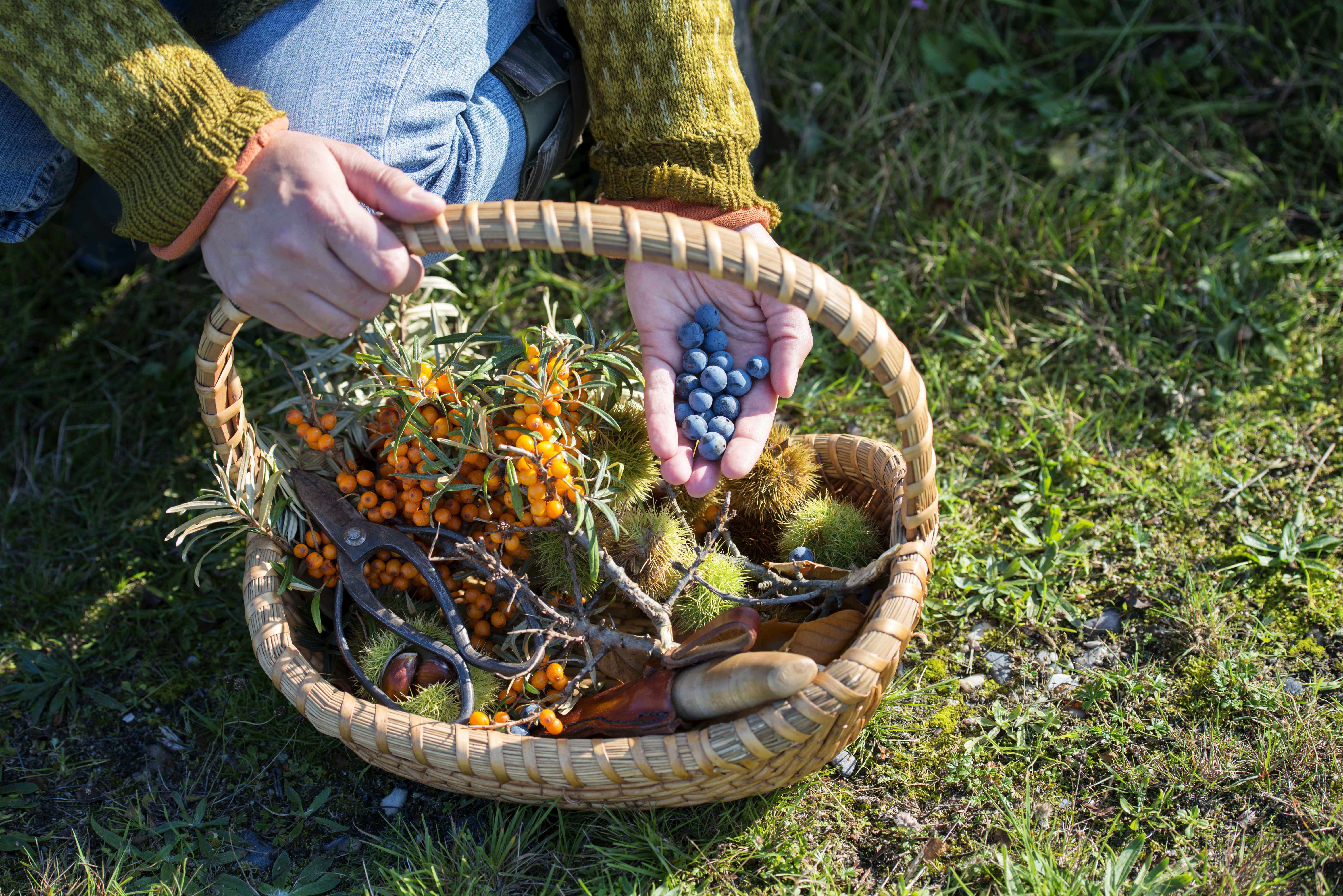 person foraging for wild edibles