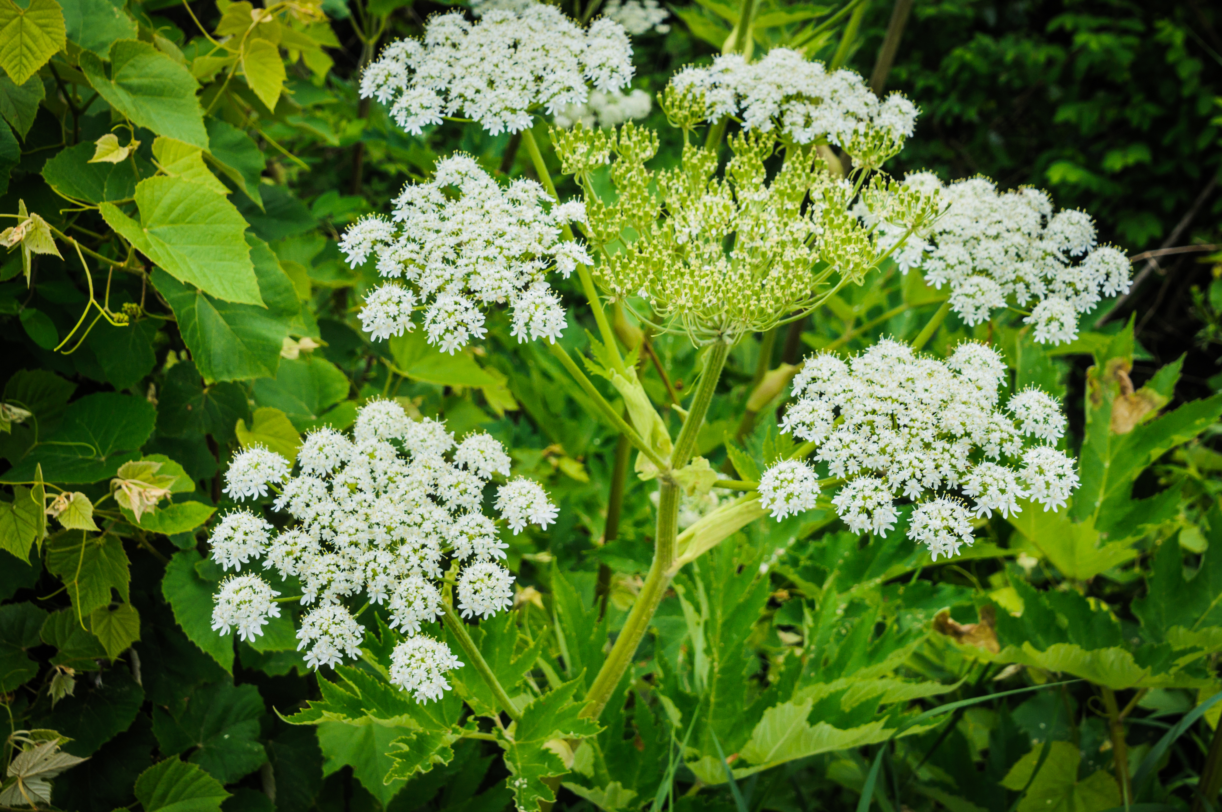 The Giant Hogweed is a highly invasive wildflower that can cause rashes and blisters and can cause blindness. It often can grow in excess of seven feet tall.