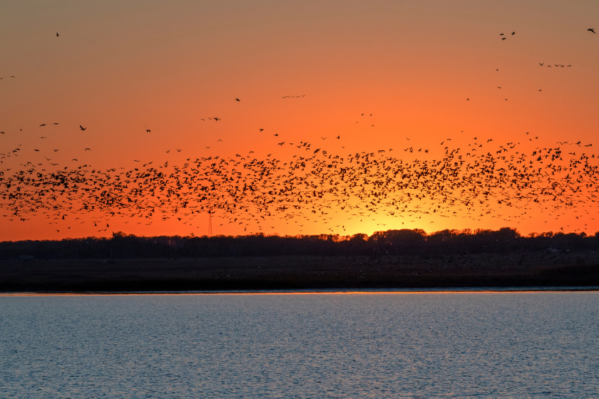 sandhill crane hunting states