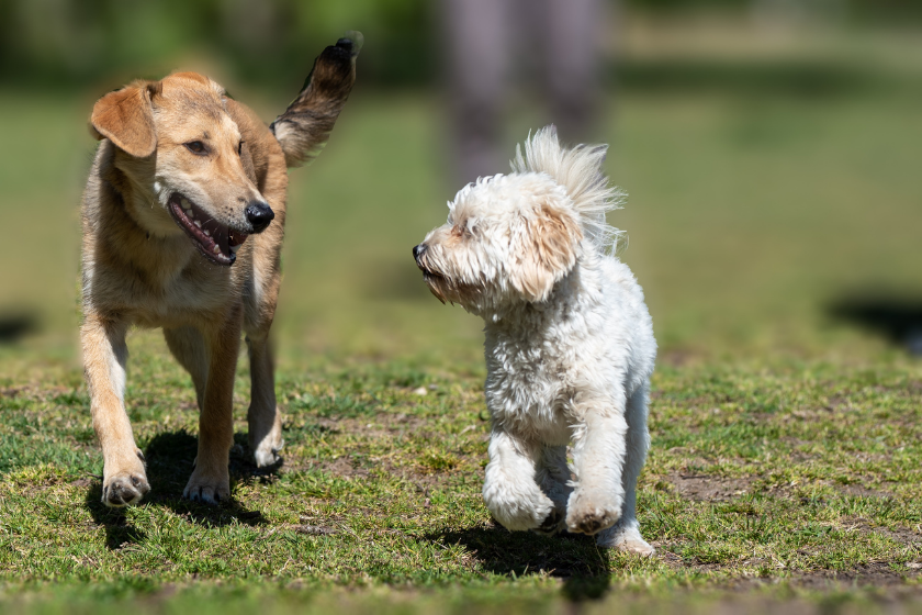 two dogs run on the grass together