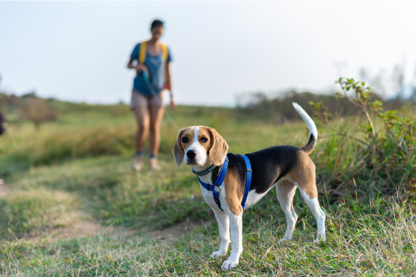 beagle puppy stands with its owner