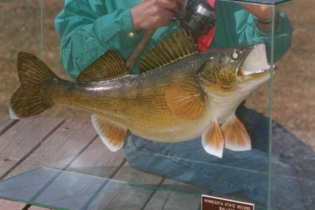 Record Fish