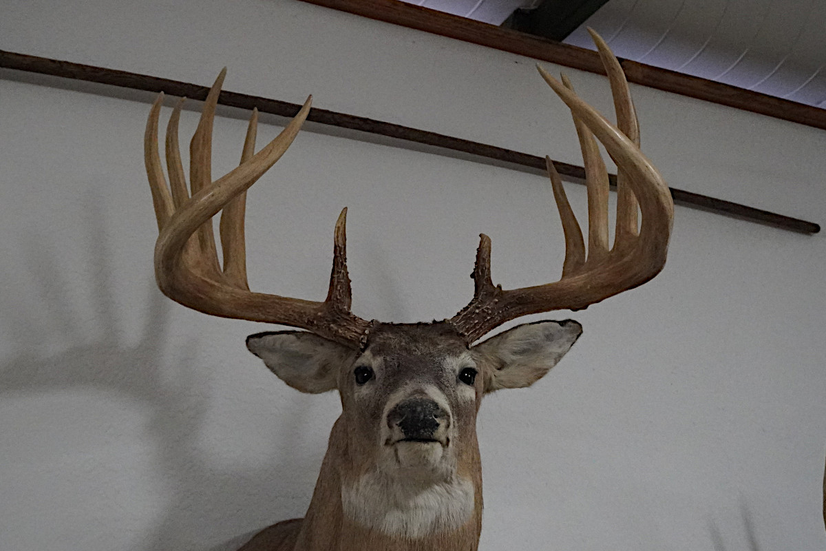 The General Whitetail