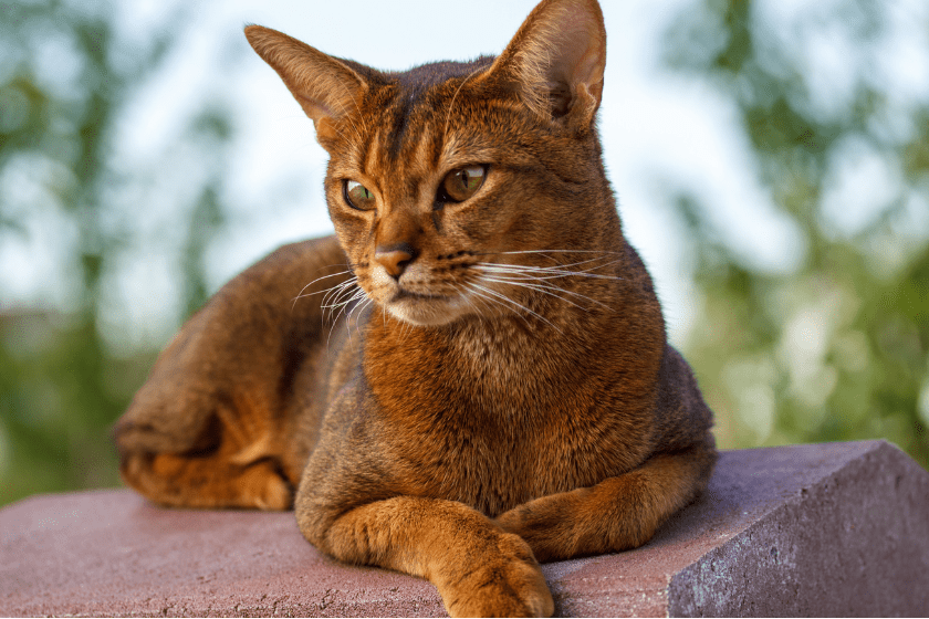 Abyssinian
