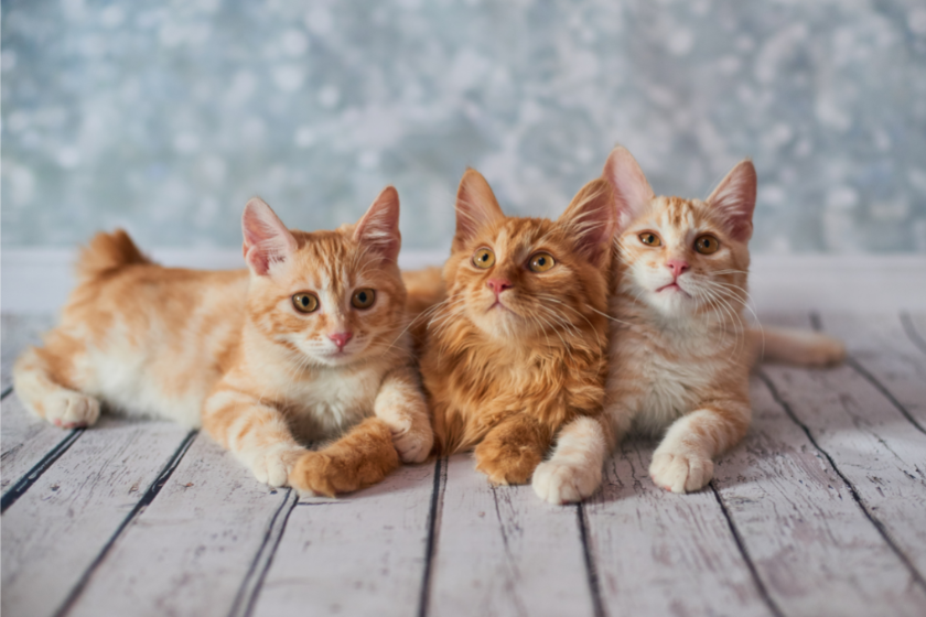 American Bobtail
