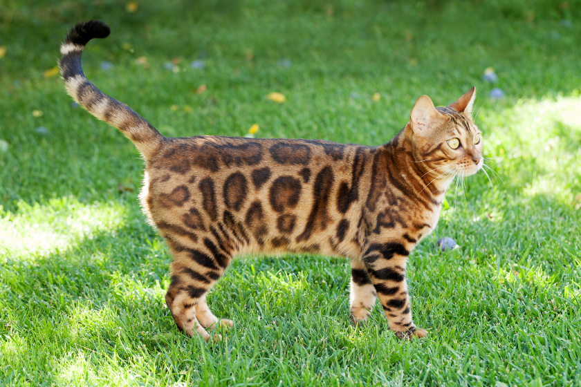 Bengal cat