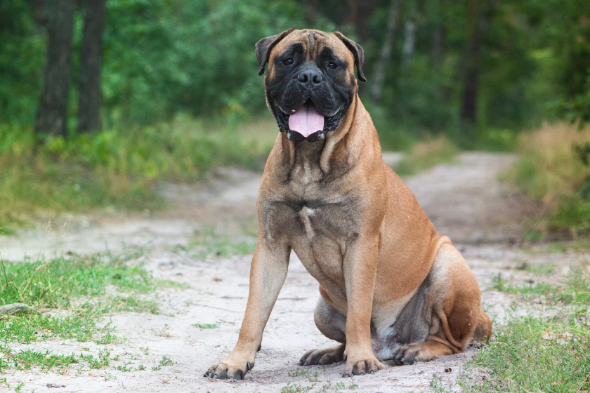 Bullmastiff