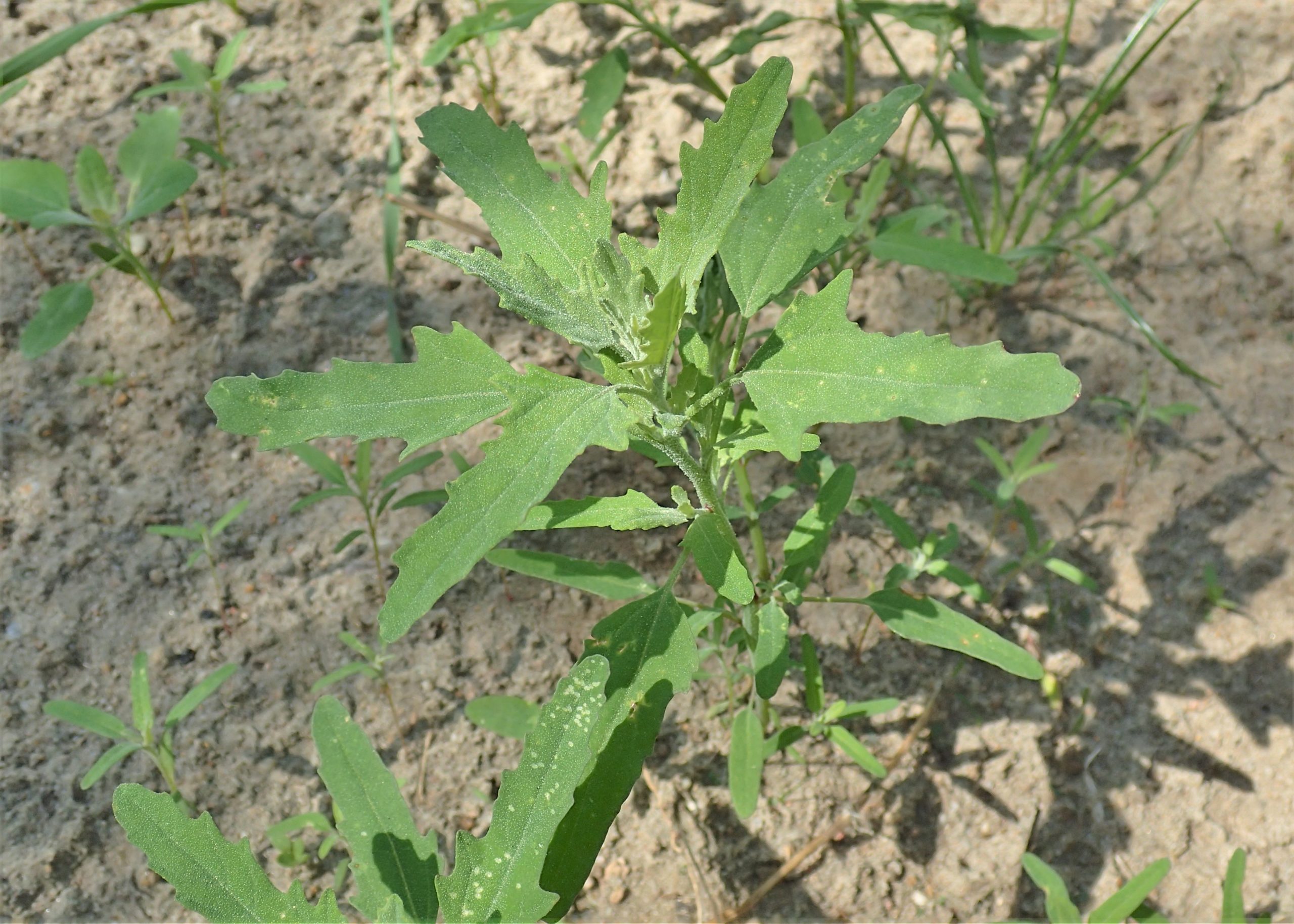 Wild Plants You Can Eat