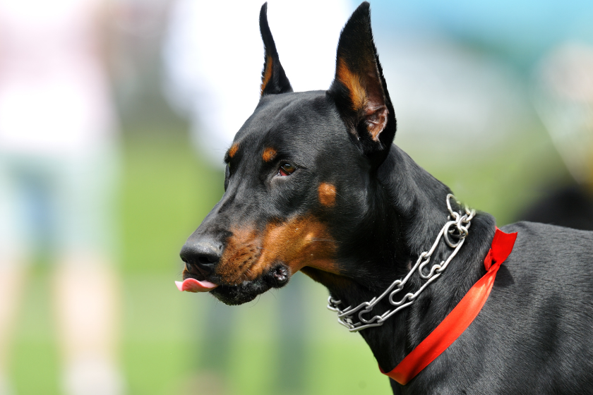 Doberman Pinscher