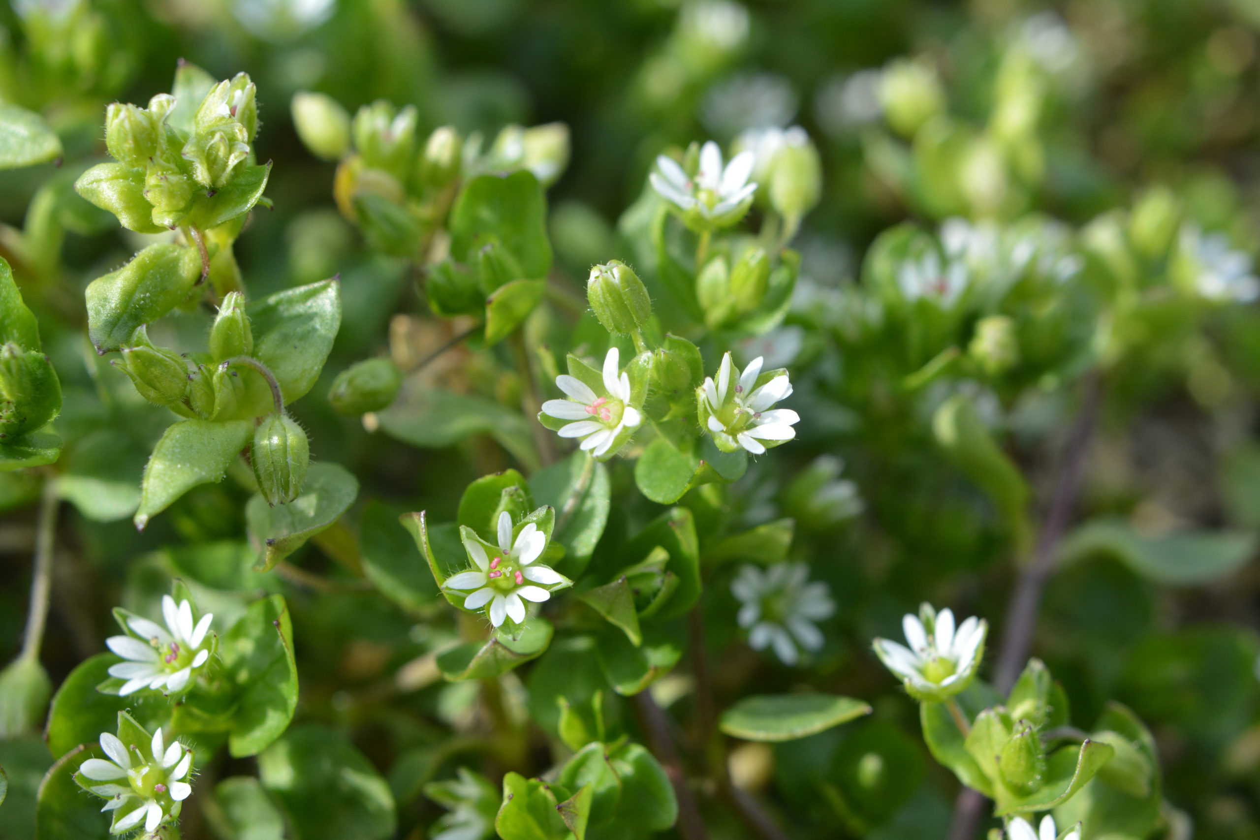 Wild Plants You Can Eat
