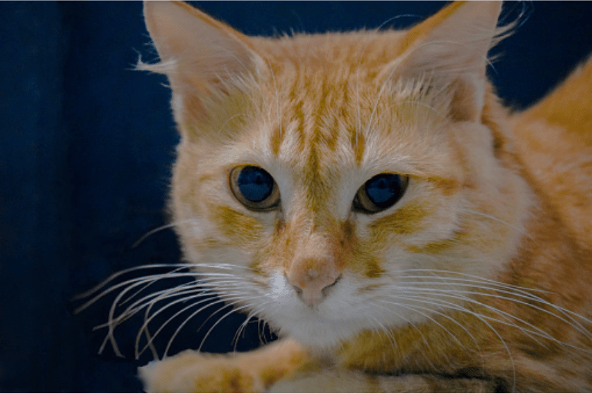 Turkish Angora