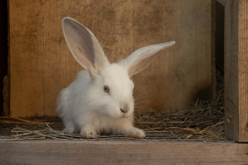 baby giant angora pet rabbit breeds