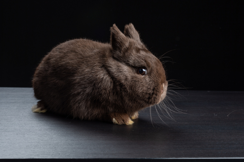 havana pet rabbit breed