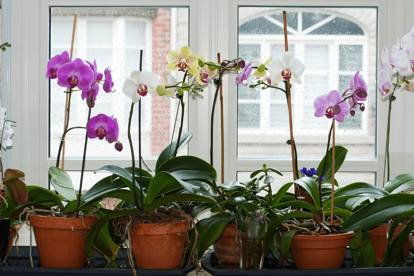 moth orchids lined up on windowsill