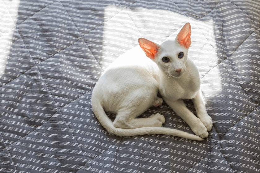 white cat sits on bed