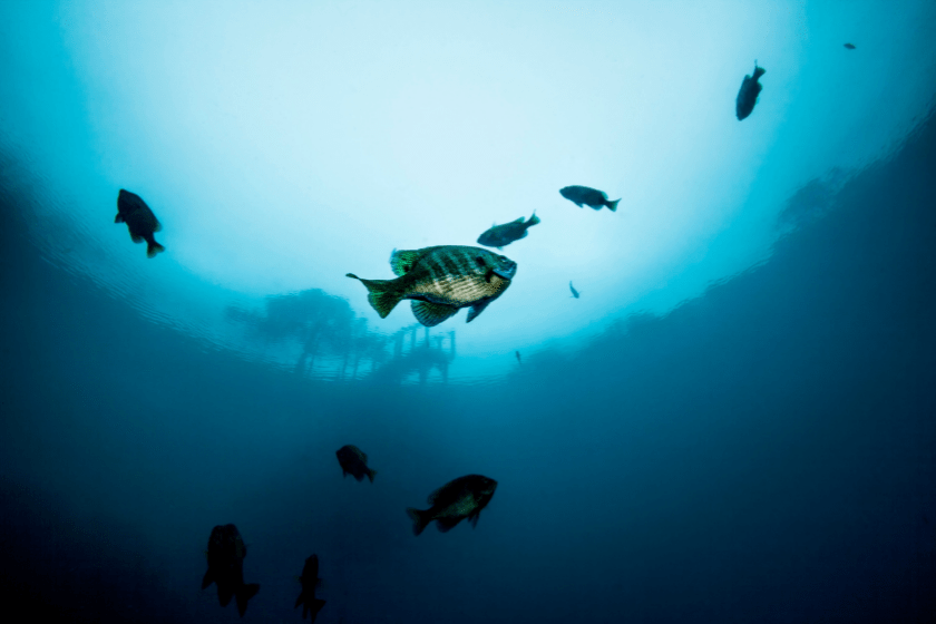 A school of Bluegill swim above silhouetted in the clear freshwaters of Vortex Springs with the scuba dive platform and a tree are seen above the water in the background. 