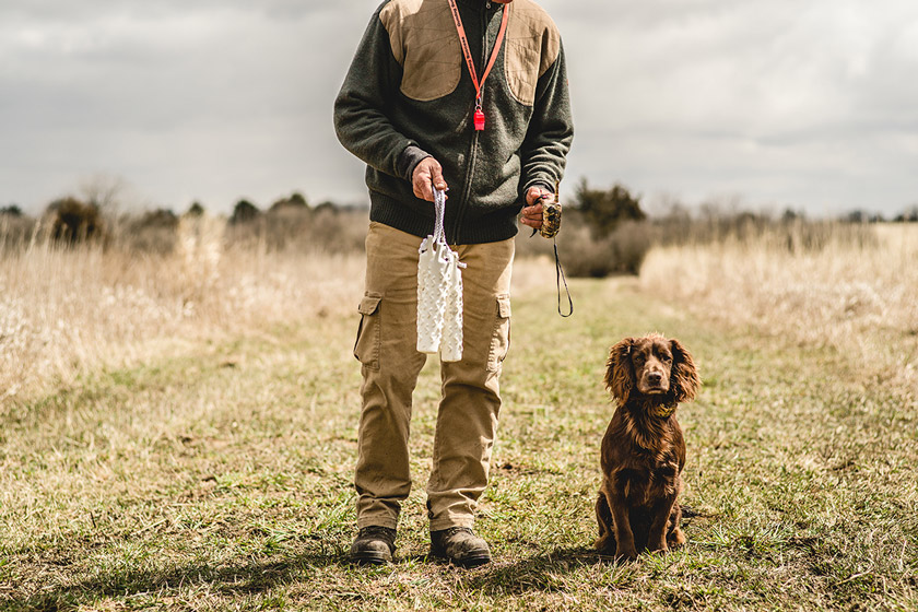 Cocker spaniel hunting dog.