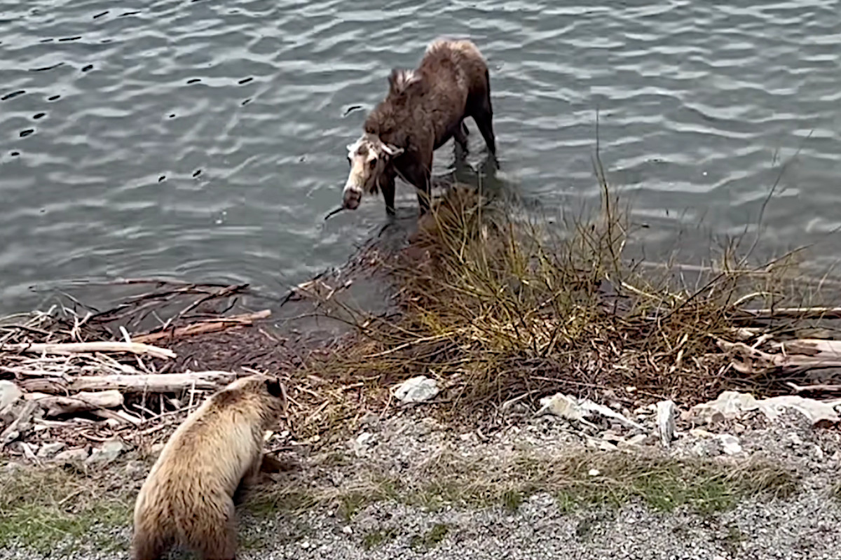 Cow Moose vs Grizzly Bear