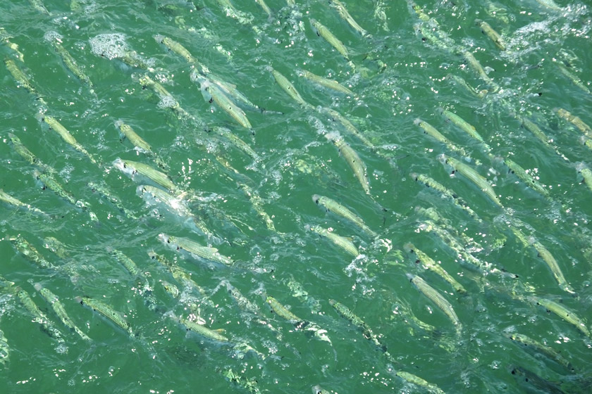 snook fishing