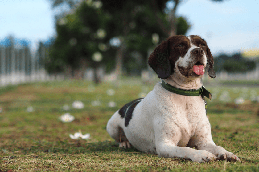 a dog sits in the grass