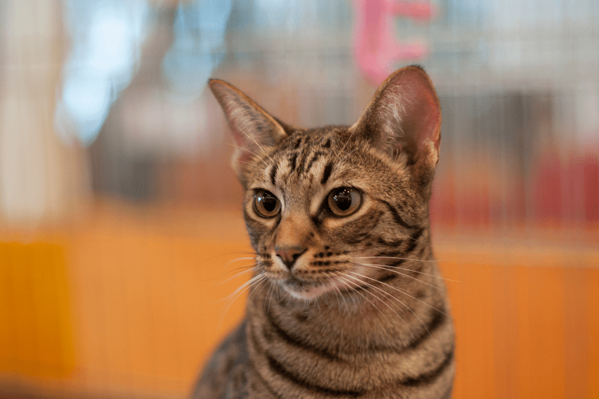 ocicat