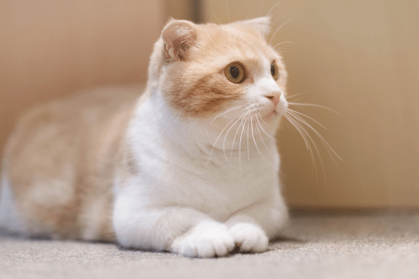 munchkin cat sits and looks to the side 