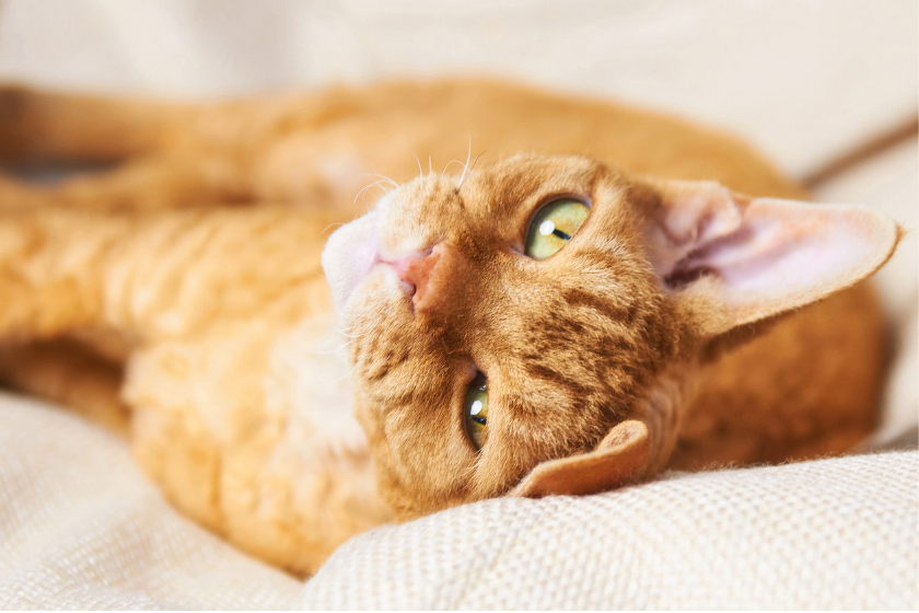 Cornish rex lays on its back 