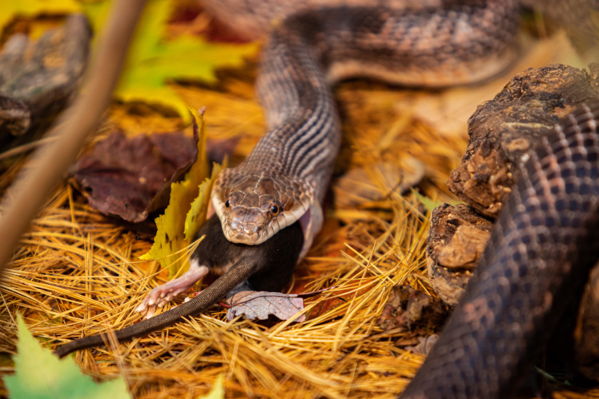 Reasons Not to Kill Snakes