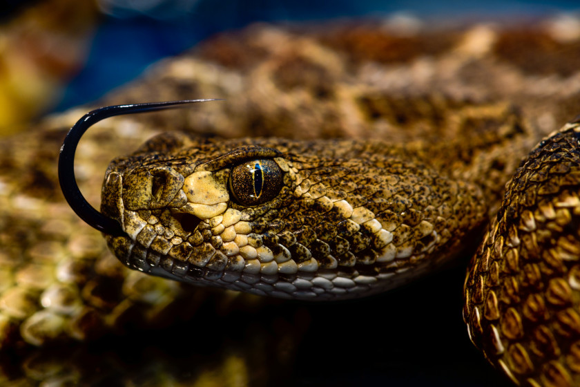 Reasons Not to Kill Snakes