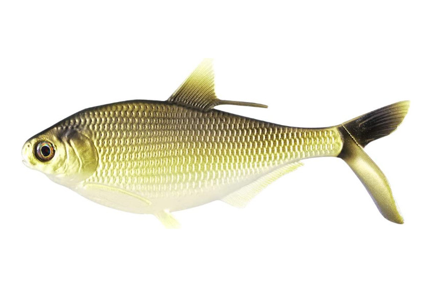 Swimbaits
