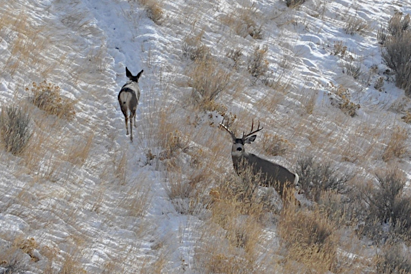Wyoming Deer Hunting