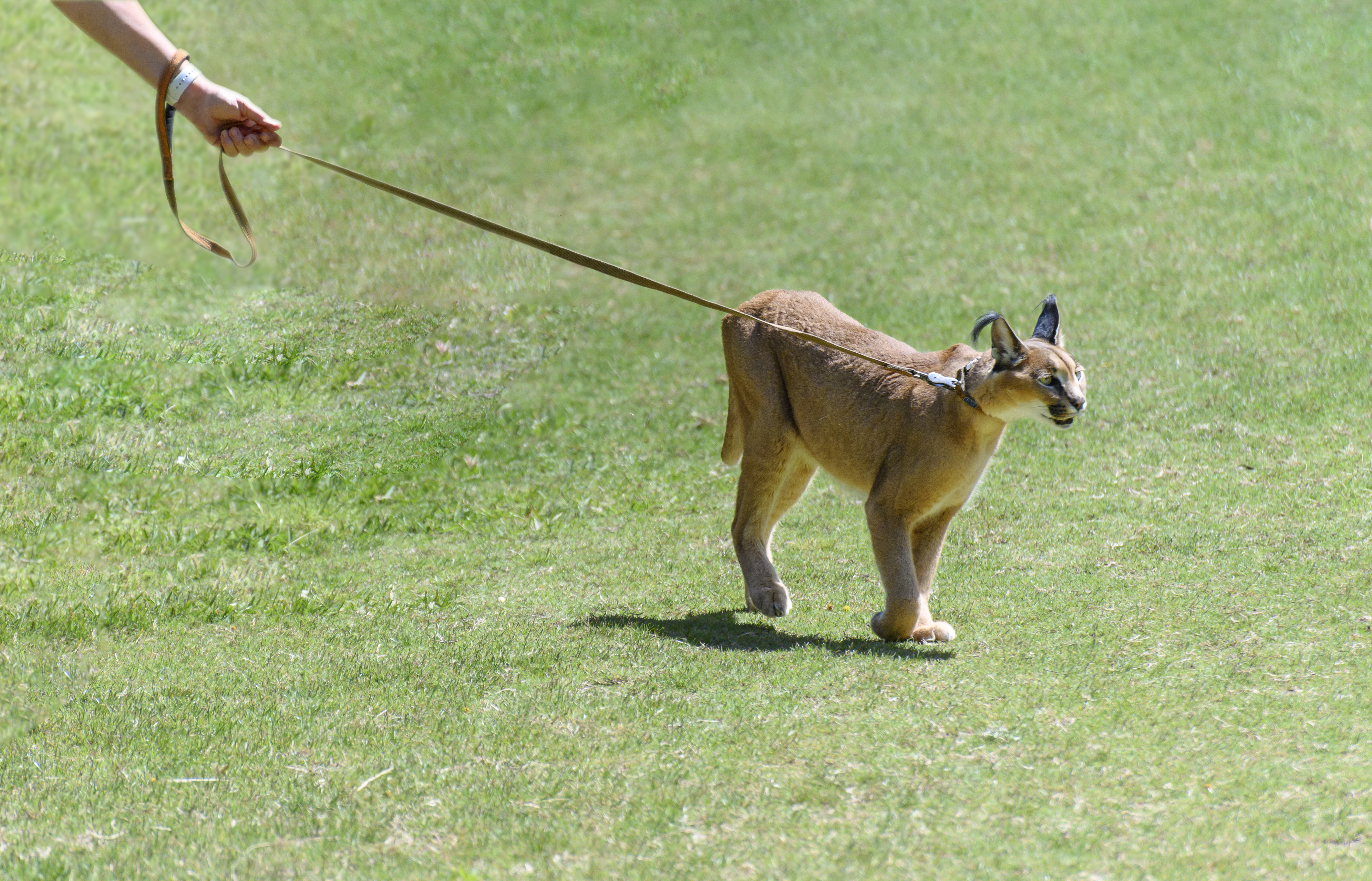 Exotic pet caracal on a leash.