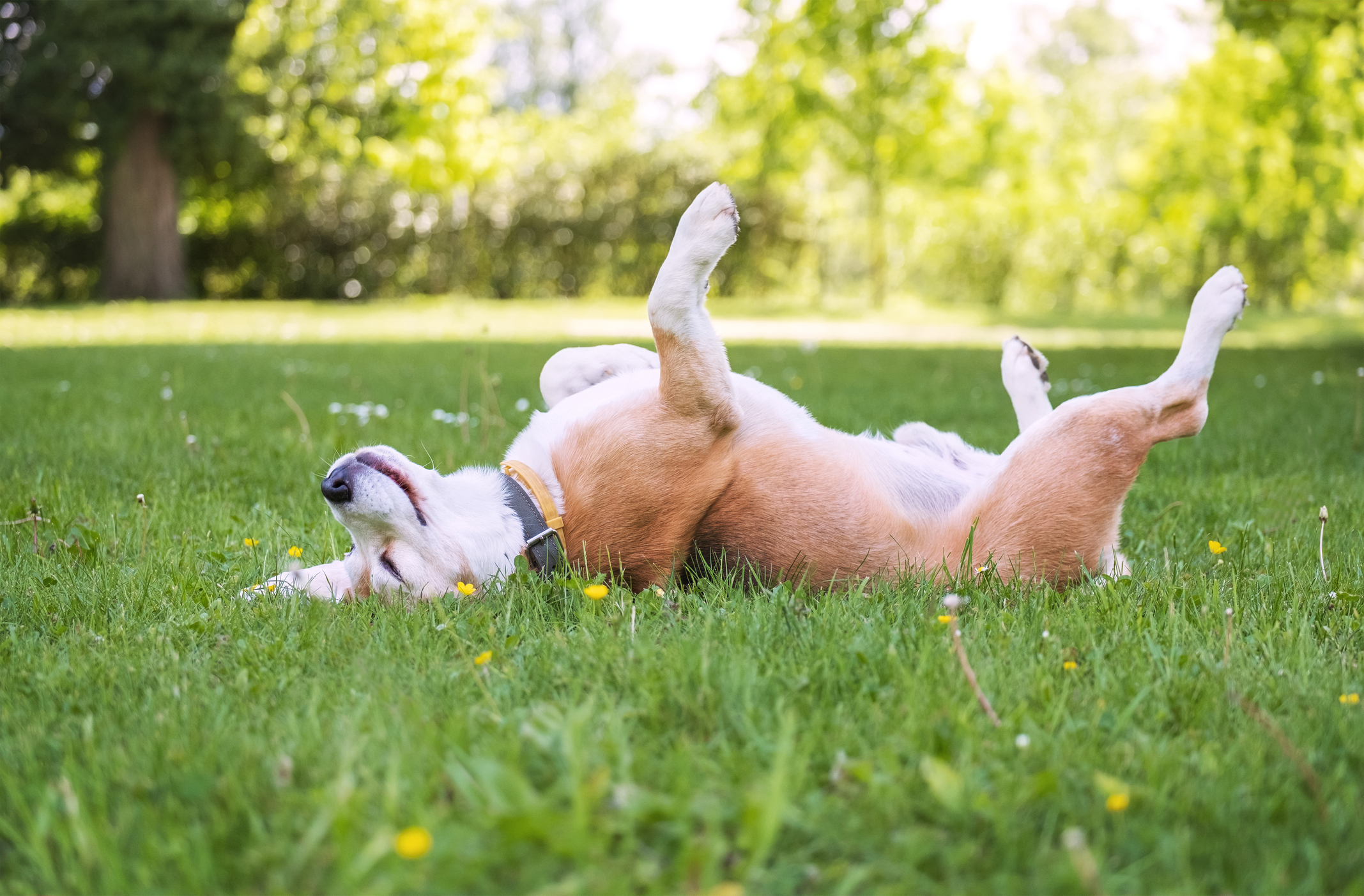 signs that your dog loves you