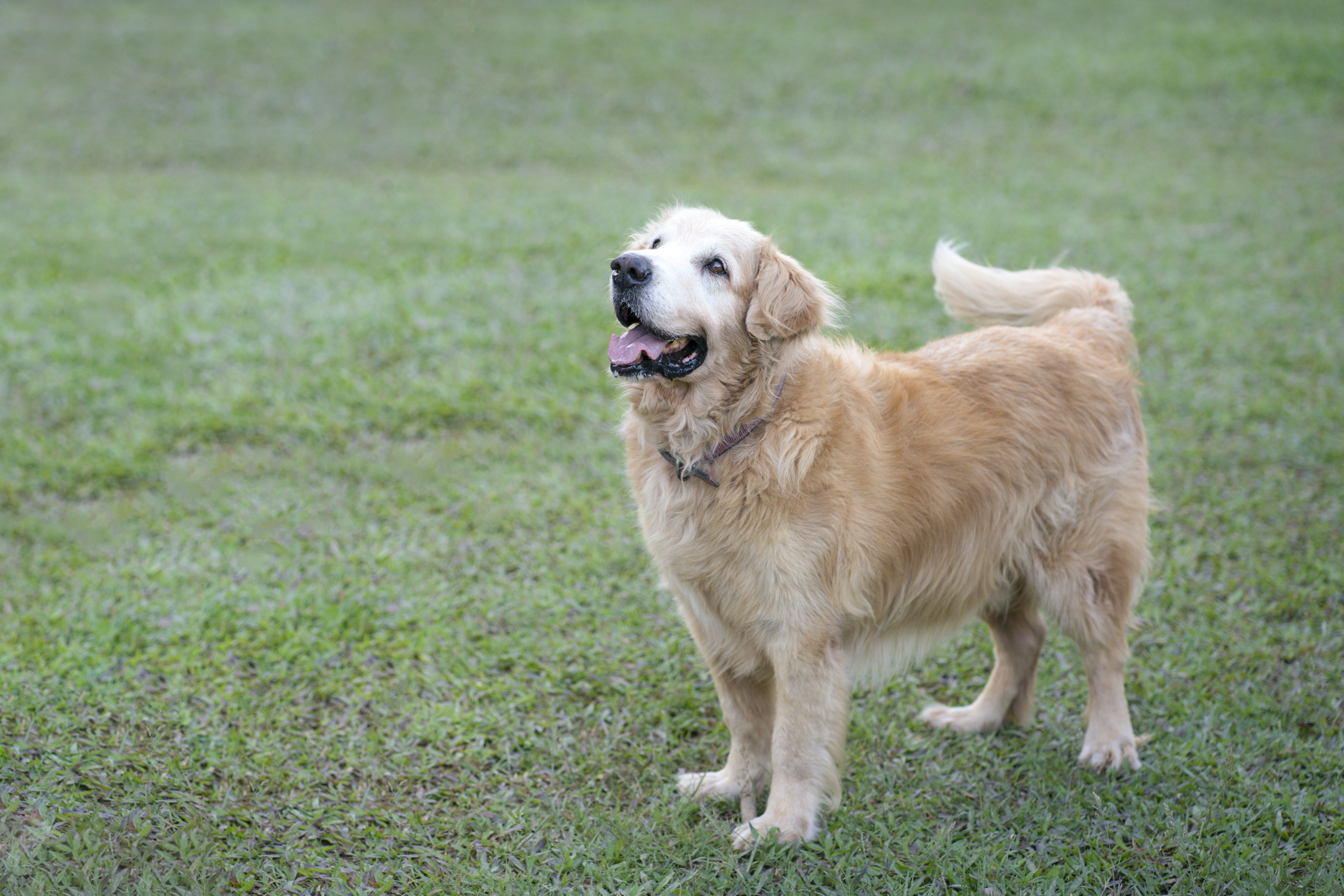 dog wagging tail